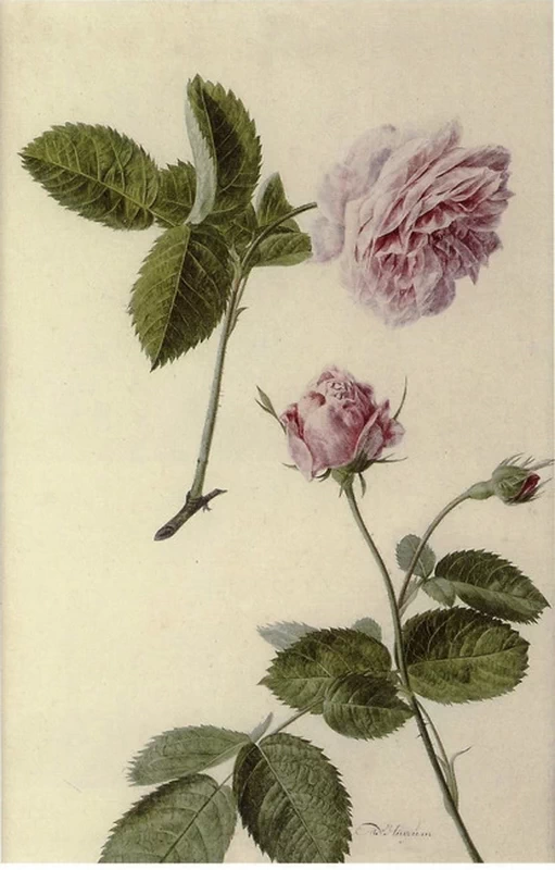 Studio di rose